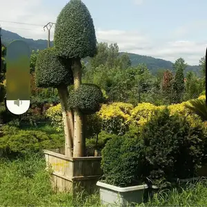 Дерево Мирт, Душанбе
