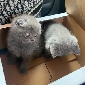 Длинношерстный котенок шотландец, Душанбе
