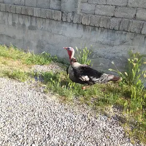 Индюк, Душанбе