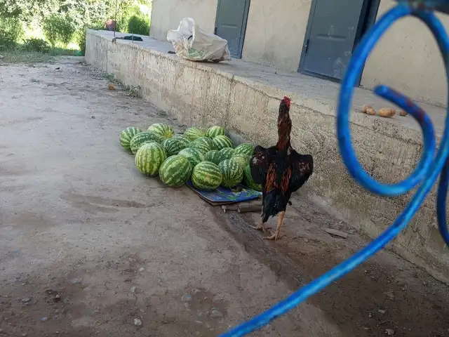Даканг, Шахринав