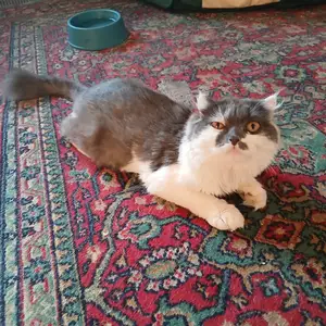 Шотландская кошка, Душанбе