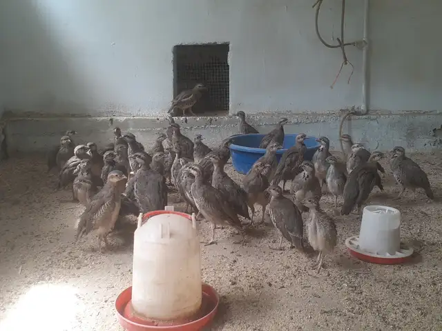 Кабк, Вахш
