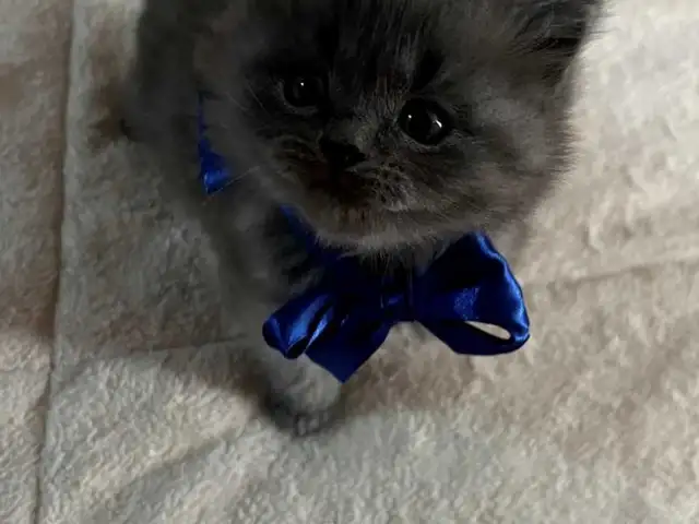 Котенок, Душанбе