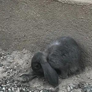 Заргуш барашка, Файзабад