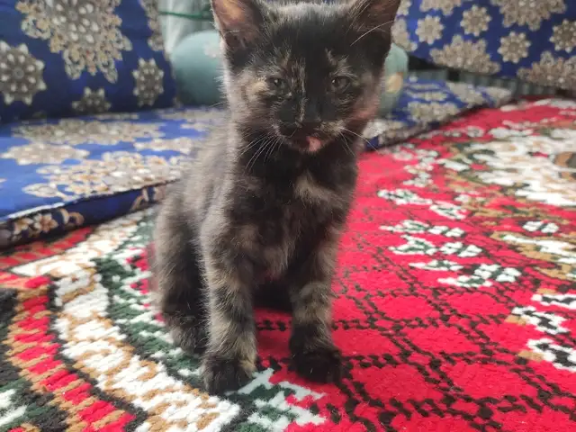 Кошка, Душанбе