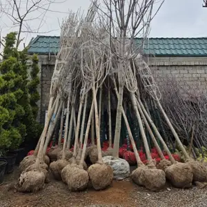 Каштан, Душанбе