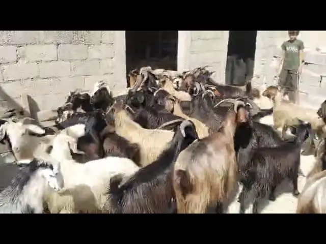 Буз, Вахдат