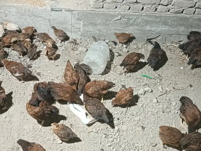 Чучаи ломан браун, Худжанд