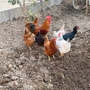 Мурги ломан, Худжанд