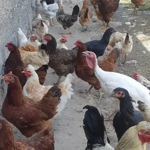 Мугои тухум, Кӯлоб
