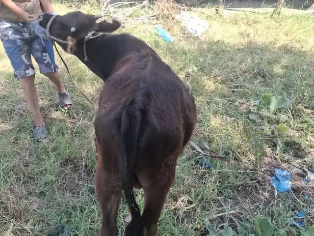 Гуночин, Вахдат