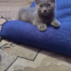 Котята, Душанбе