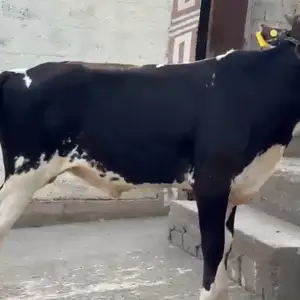 Буқа чорнапиеср, Душанбе