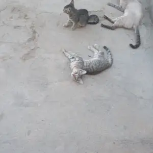 Котята шотландские, Худжанд