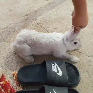 Харгуши хонагй, Душанбе