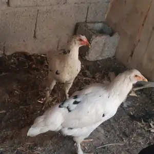 Мурги хонаги, Душанбе
