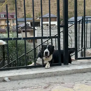 Собака Алабай, Душанбе