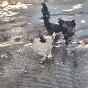 Японча, Душанбе