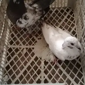 Кафтар пар, Яван