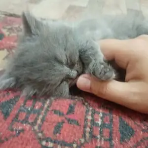 Шотландские котята, Худжанд