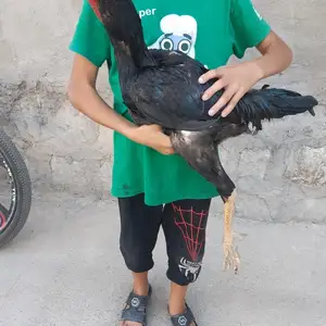 Чучахо, Абдурахмони Джоми