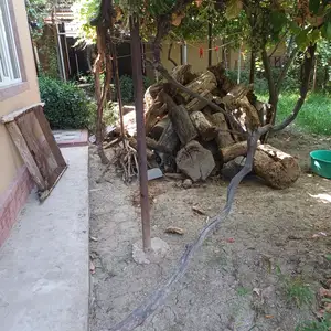 Хезуми кок, Душанбе