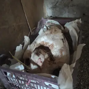 Дакан, Душанбе