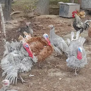 Индюки нари кабут, Ҳисор