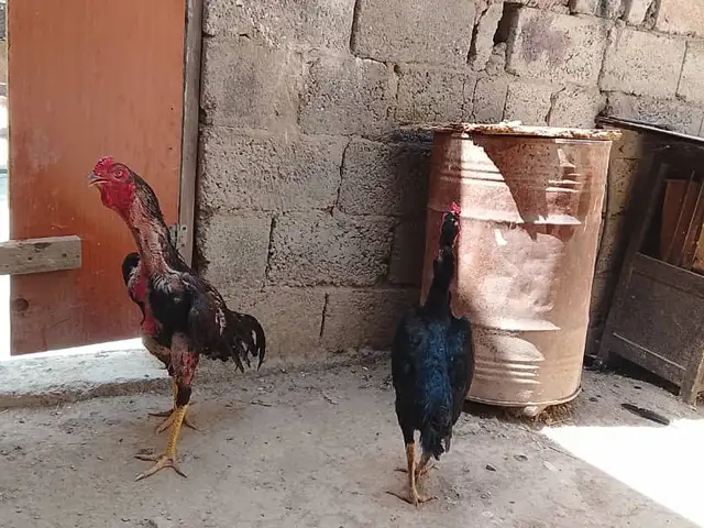Дакан Бо мокиен, Душанбе
