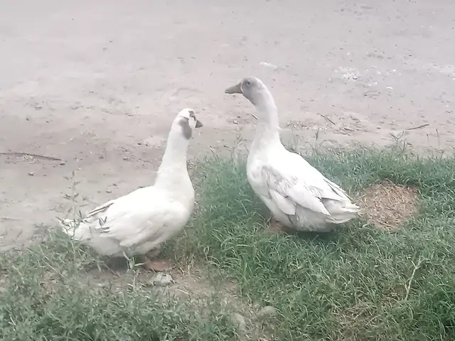 Урдак пара, Канибадам