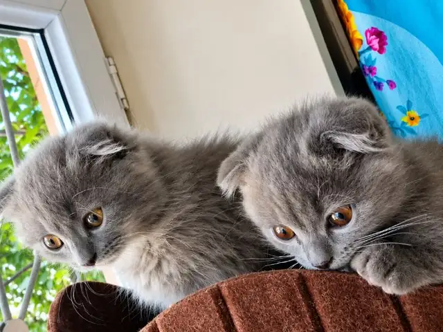 Вислоухие котята, Душанбе