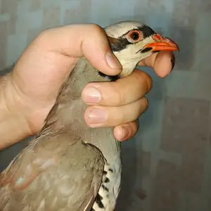 Кабк, Душанбе