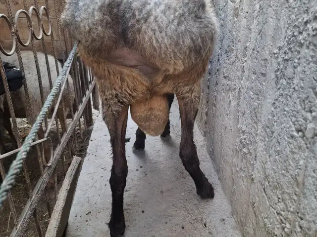 Кушкор, Хуҷанд