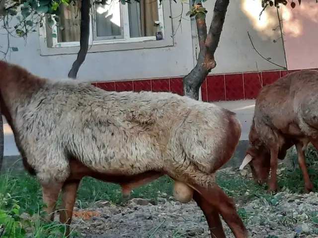 Гусфанд, Худжанд
