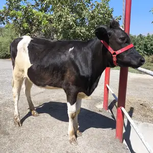 Бык чёрный пёстр, Худжанд
