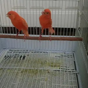Канарейка, Душанбе