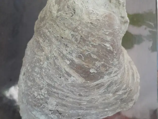 Окаменевшая раковина, Душанбе
