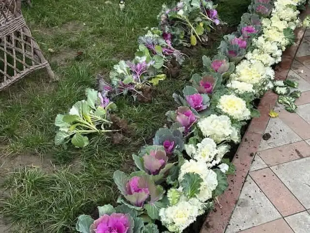 Капуст гул, Душанбе
