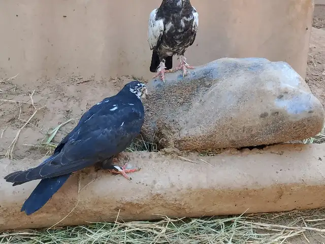Кафтар, Душанбе