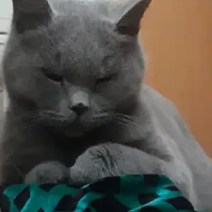 Потерялась кошка, Душанбе