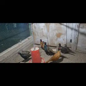Фазан, Фархор