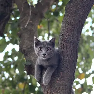 Шотландская кошка, Душанбе