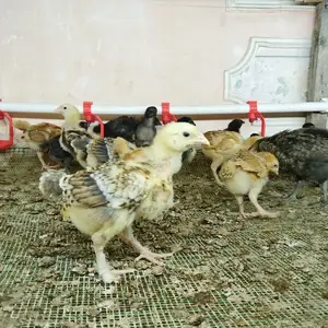 Чучахо, Худжанд