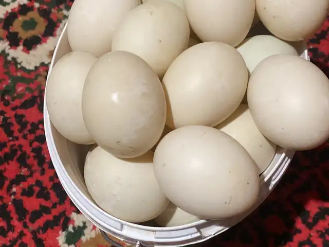 Тухми мургоби, Панҷакент