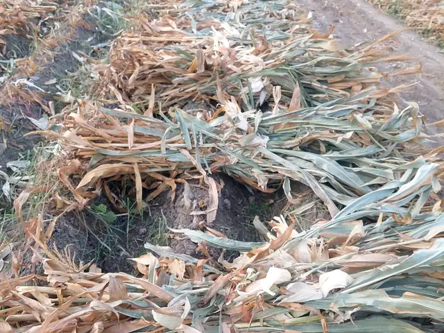 Алафи ҷувори, Душанбе