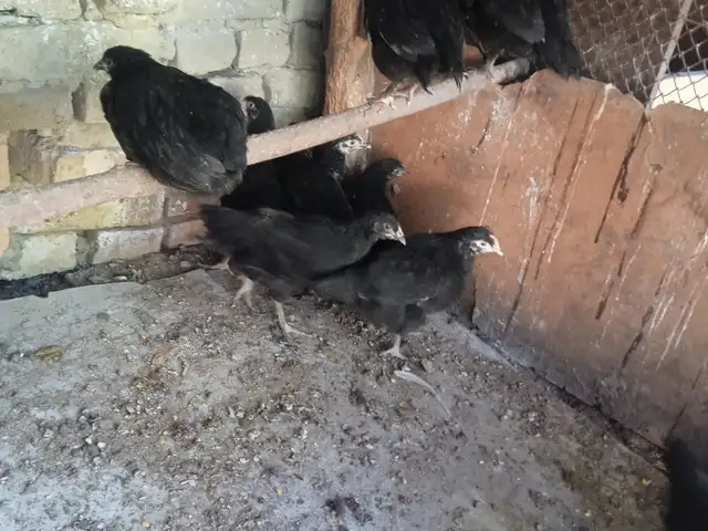 Мурғ Чӯҷаҳои хонагӣ, Хуҷанд