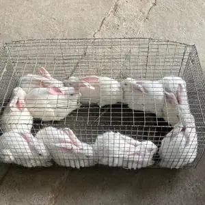 Харгуш, Худжанд