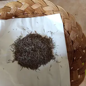 Розмарин, Душанбе