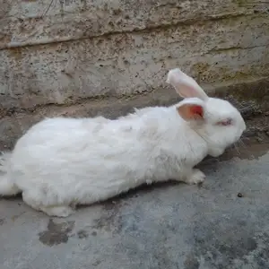 Харгуши хиколи, Душанбе