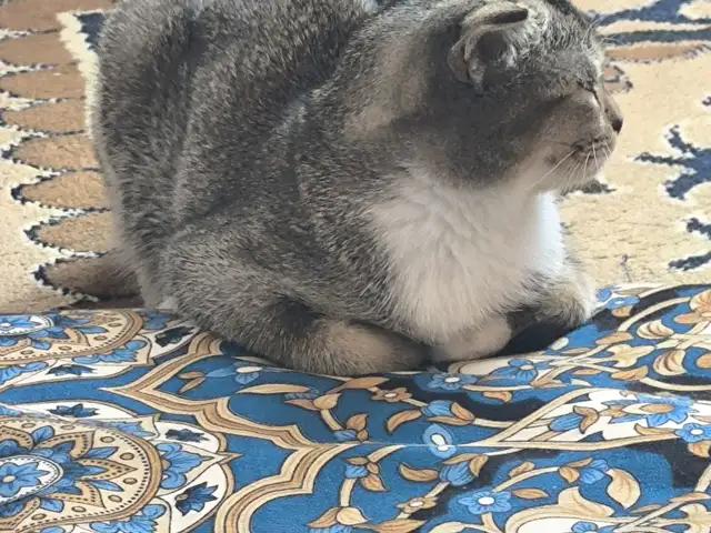 Кошка, Бохтар (Курган-Тюбе)